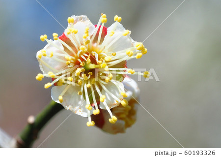梅の花（茶筅梅） 60193326