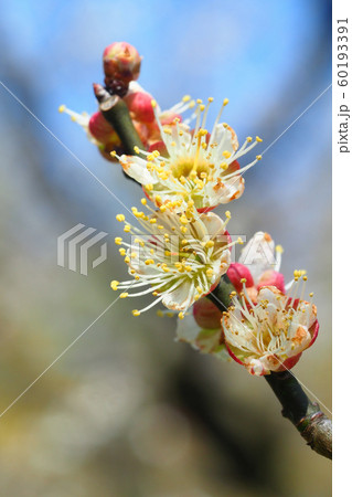 梅の花（茶筅梅） 60193391