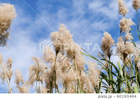 ススキの穂と秋空 ススキの穂と秋空 60193464