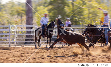 Cowboys Team Roping A Calf 60193656