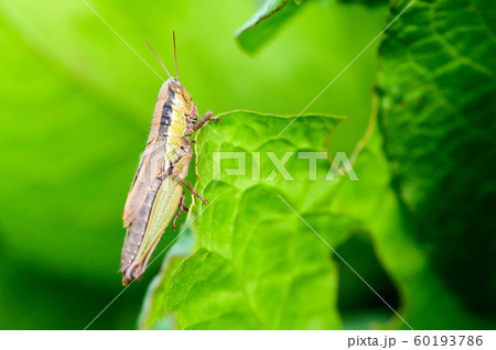 コバネイナゴ 60193786
