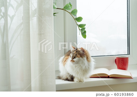 Winter time, cat sitting on the windowsill looking out of the snow window. On the windowsill open book and cup with hot drink. Winter time, cat sitting on the windowsill looking out of the snow window. On the windowsill open book and cup with hot drink. 60193860