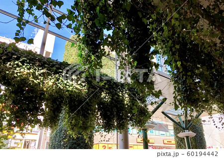 駅の緑化事業 駅の緑化事業 60194442