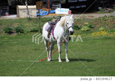 白馬_箱根牧場 60194617