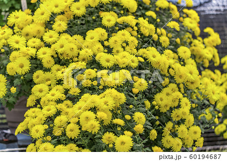 【町田市菊花展】 【町田市菊花展】 60194687