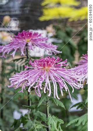 【町田市菊花展】 【町田市菊花展】 60194690