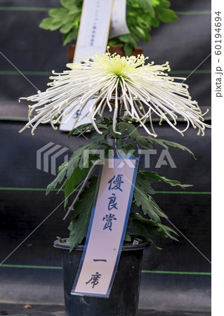 【町田市菊花展】 60194694