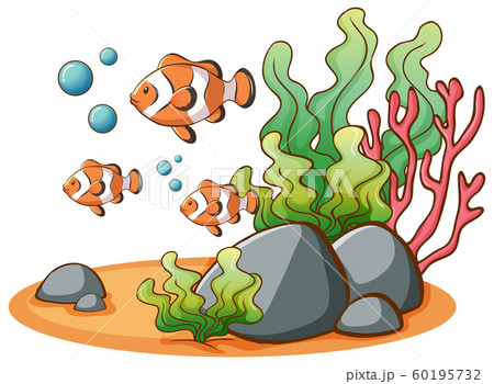 Clownfish swimming on white background Clownfish swimming on white background 60195732