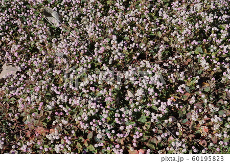 ヒメツルソバ   Persicaria capitata 60195823