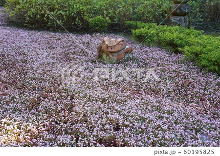ヒメツルソバ   Persicaria capitata 60195825