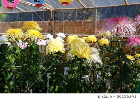 菊の品評会 3 の写真素材