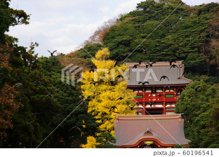 ありし日の大銀杏   Big ginkgo 60196541