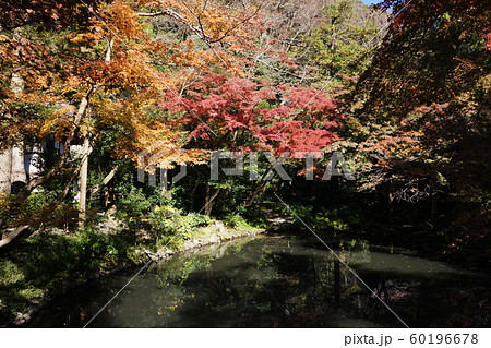 鶴岡八幡宮の紅葉 Autumn leaves 鶴岡八幡宮の紅葉 Autumn leaves 60196678