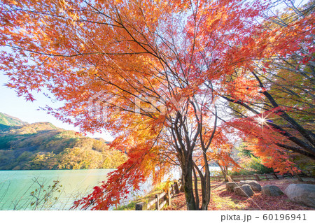 草木湖の紅葉 草木湖の紅葉 60196941