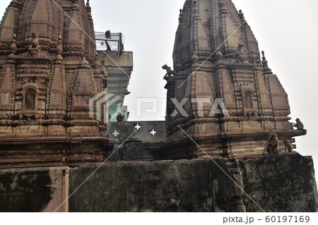 インドの世界遺産のワラーナシー ガンジス川とヒンドゥー寺院 可愛い野猿の親子 インドの世界遺産のワラーナシー ガンジス川とヒンドゥー寺院 可愛い野猿の親子 60197169