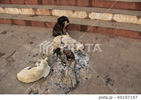 インドの世界遺産 秋冬のワラーナシー ガンジス川沿いのガート 焚火の跡で暖を取る野良犬 インドの世界遺産 秋冬のワラーナシー ガンジス川沿いのガート 焚火の跡で暖を取る野良犬 60197197