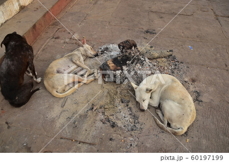 インドの世界遺産 秋冬のワラーナシー ガンジス川沿いのガート 焚火の跡で暖を取る野良犬 インドの世界遺産 秋冬のワラーナシー ガンジス川沿いのガート 焚火の跡で暖を取る野良犬 60197199