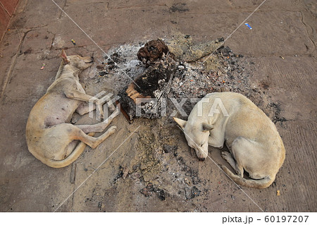 インドの世界遺産　秋冬のワラーナシー　ガンジス川沿いのガート　焚火の跡で暖を取る野良犬 60197207