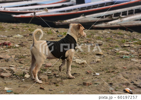インドの世界遺産のワラーナシー ガンジス川沿いで生活する野良犬の親子 遊び回るセーターを着た子犬 インドの世界遺産のワラーナシー ガンジス川沿いで生活する野良犬の親子 遊び回るセーターを着た子犬 60197257