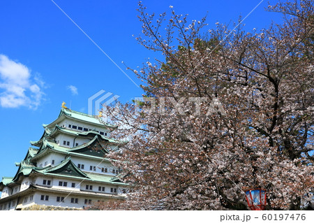 名古屋城 青空と桜 名古屋城 青空と桜 60197476