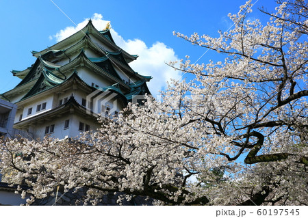 名古屋城 青空と桜 名古屋城 青空と桜 60197545