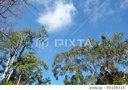 trees in the forest, Pine forest, sunlight, 60198316