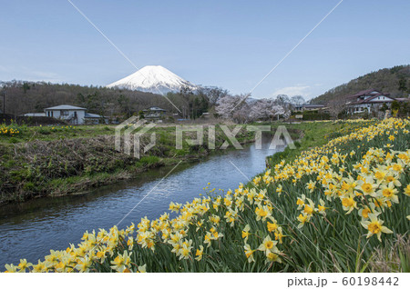 富士の山村の春 富士の山村の春 60198442