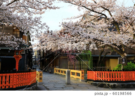 春の祇園白川 桜景色 春の祇園白川 桜景色 60198566
