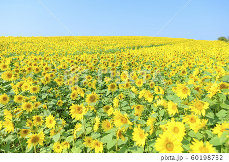 一面のひまわり畑と青空 60198732