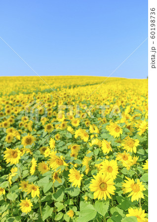 一面のひまわり畑と青空 一面のひまわり畑と青空 60198736