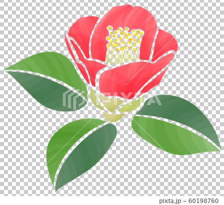 咲き初めの椿の花 60198760