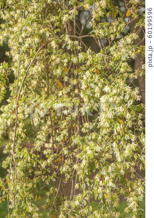 乱れ咲いているトキワマンサクの花 60199596