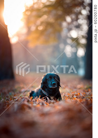 black labrador in autumn 60200780