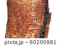 Natural tree trunk 60200981