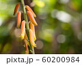 Aloe Vera flowers 60200984