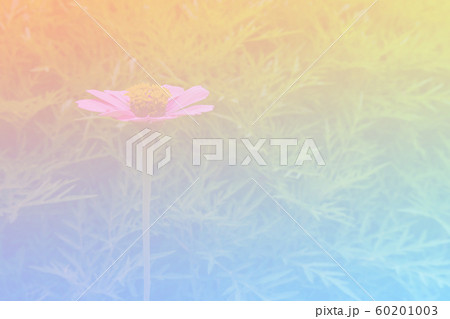 Flower background with a pastel colored for graphic design Flower background with a pastel colored for graphic design 60201003