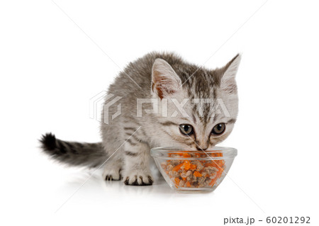 Cute little grey kitten eating food from cat bowl Cute little grey kitten eating food from cat bowl 60201292