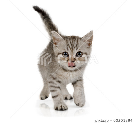 Cute little grey kitten walks on white background Cute little grey kitten walks on white background 60201294