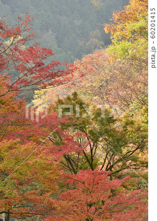 【京都府】叡電・貴船口駅付近の紅葉 【京都府】叡電・貴船口駅付近の紅葉 60201415