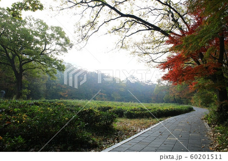 秋 紅葉 風景 60201511