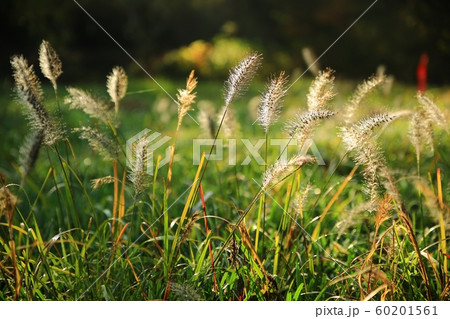 秋 紅葉 風景 60201561