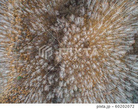 森 山 韓国の風景 60202072