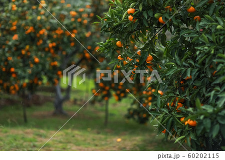 Garden with tangerine trees during harvest 60202115