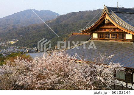 京都　将軍塚　桜 60202144
