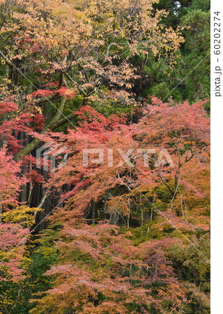 【京都府】鞍馬の紅葉 【京都府】鞍馬の紅葉 60202274