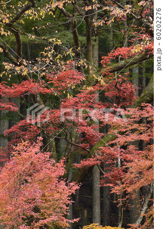 【京都府】鞍馬の紅葉 【京都府】鞍馬の紅葉 60202276