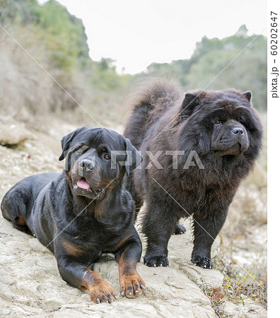 rottweiler and chow chow rottweiler and chow chow 60202647