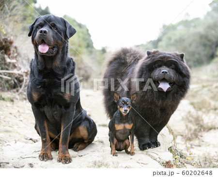 dogs in nature dogs in nature 60202648