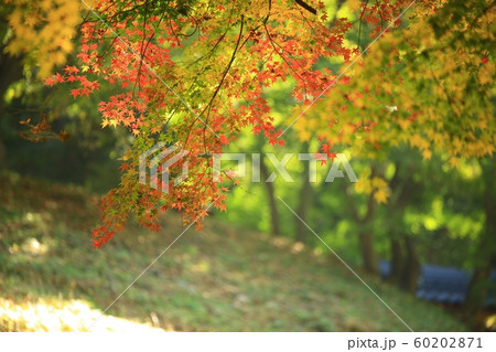 仏教 歴史 文化 60202871