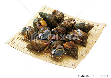 黒バイ貝02(パス付) 黒バイ貝02(パス付) 60203083